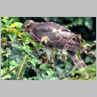 2010 3rd Jon Orme- sparrowhawk